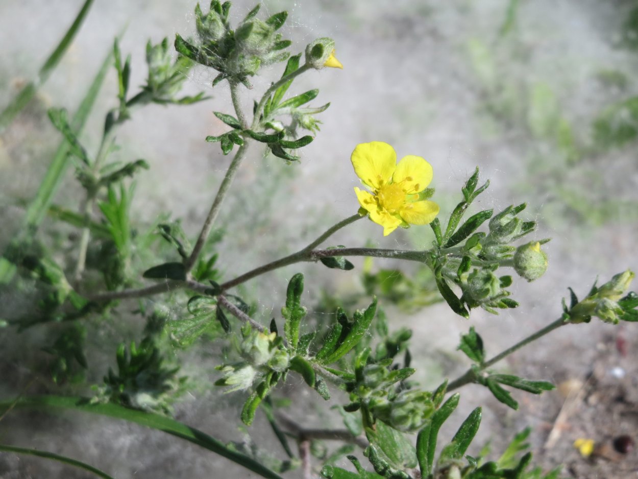 Курильский чай растение