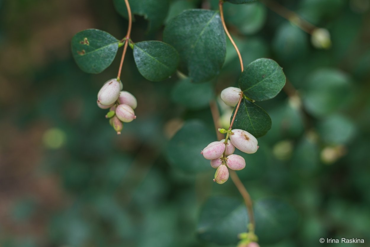 Снежноягодник кистевидный куст
