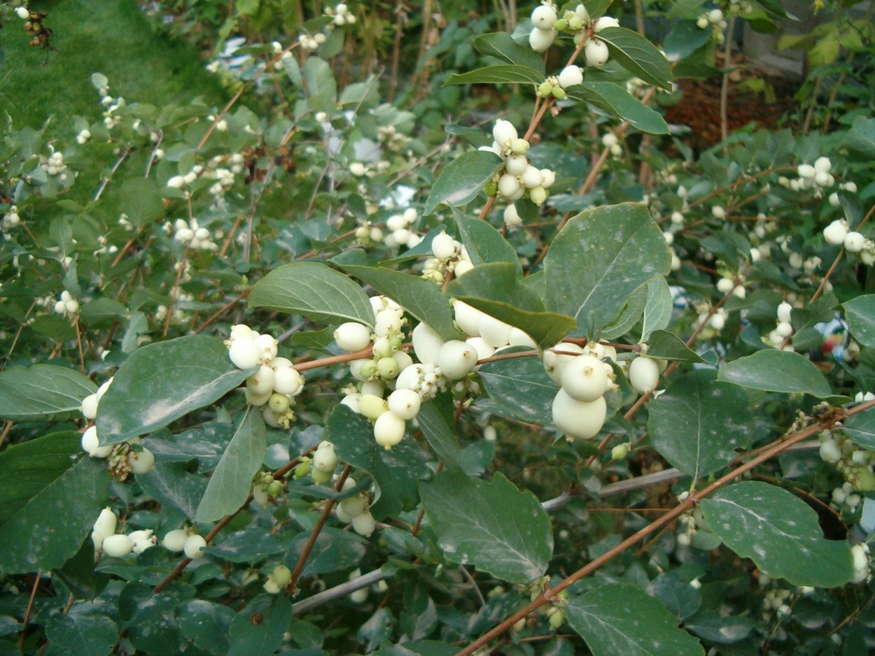 Снежноягодник кистевидный