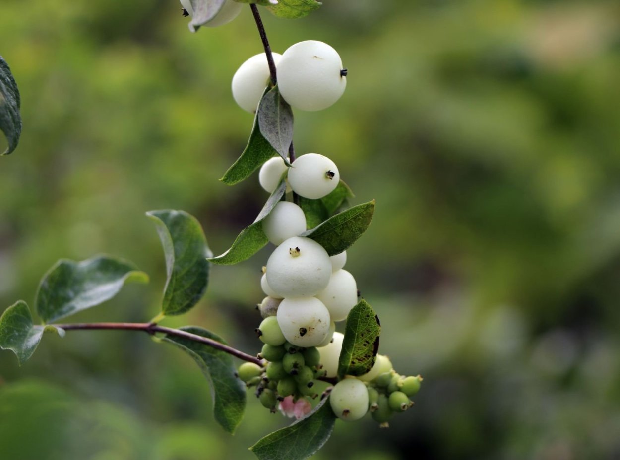 Снежноягодник Доренбоза