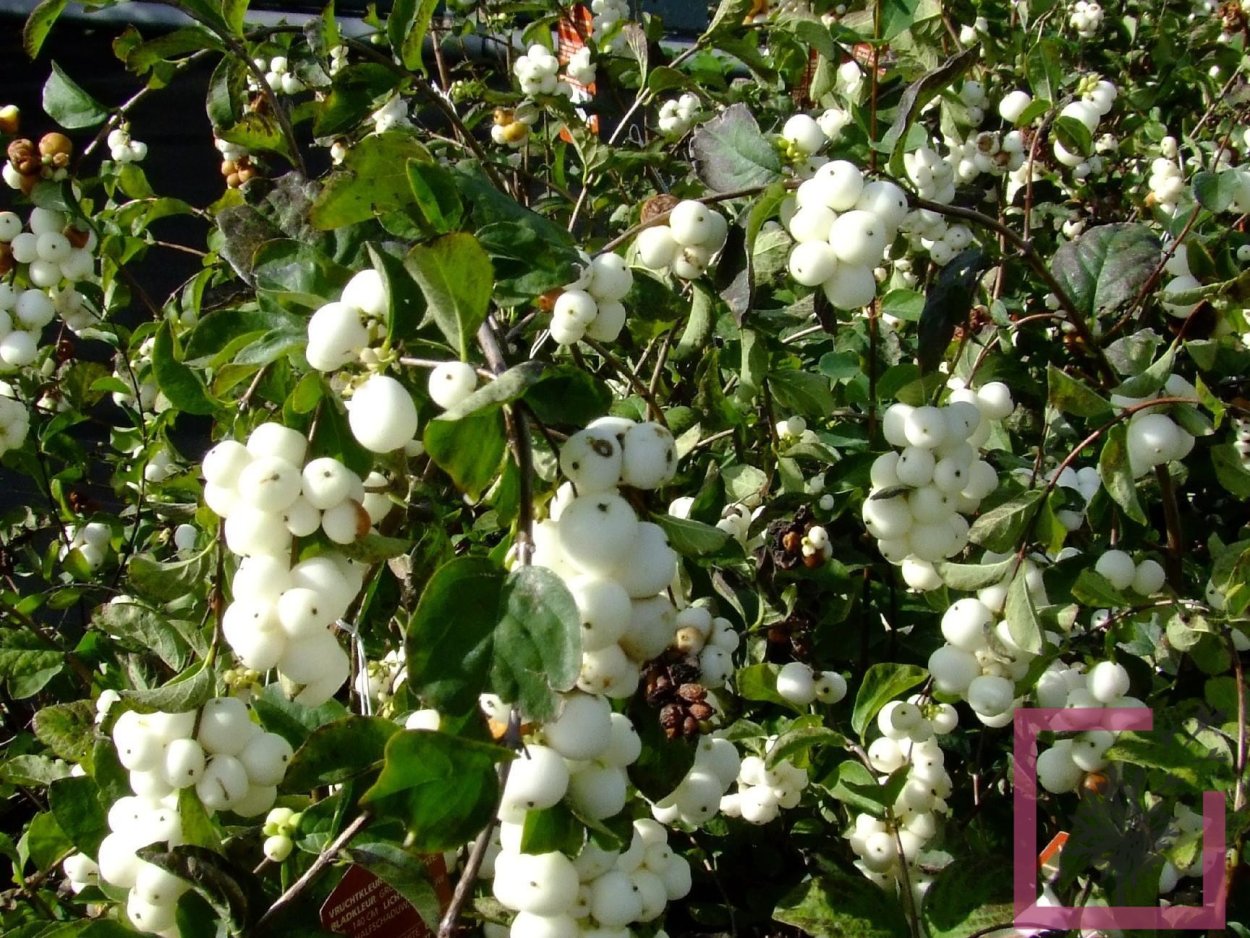 Снежноягодник Доренбоза White Hedge