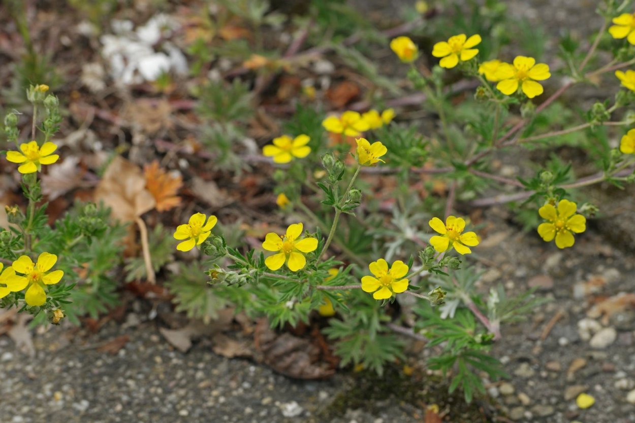 Лапчатка стоповидная