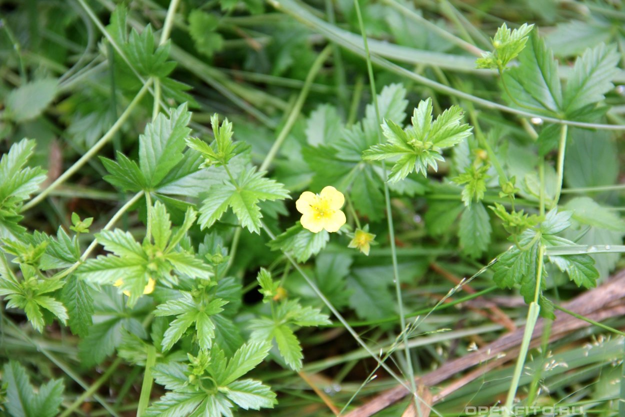Лапчатка серебристая - Potentilla argentea