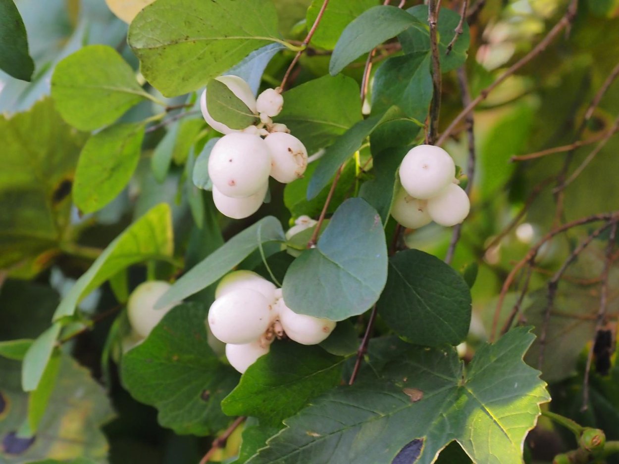 Симфорикарпус снежноягодник