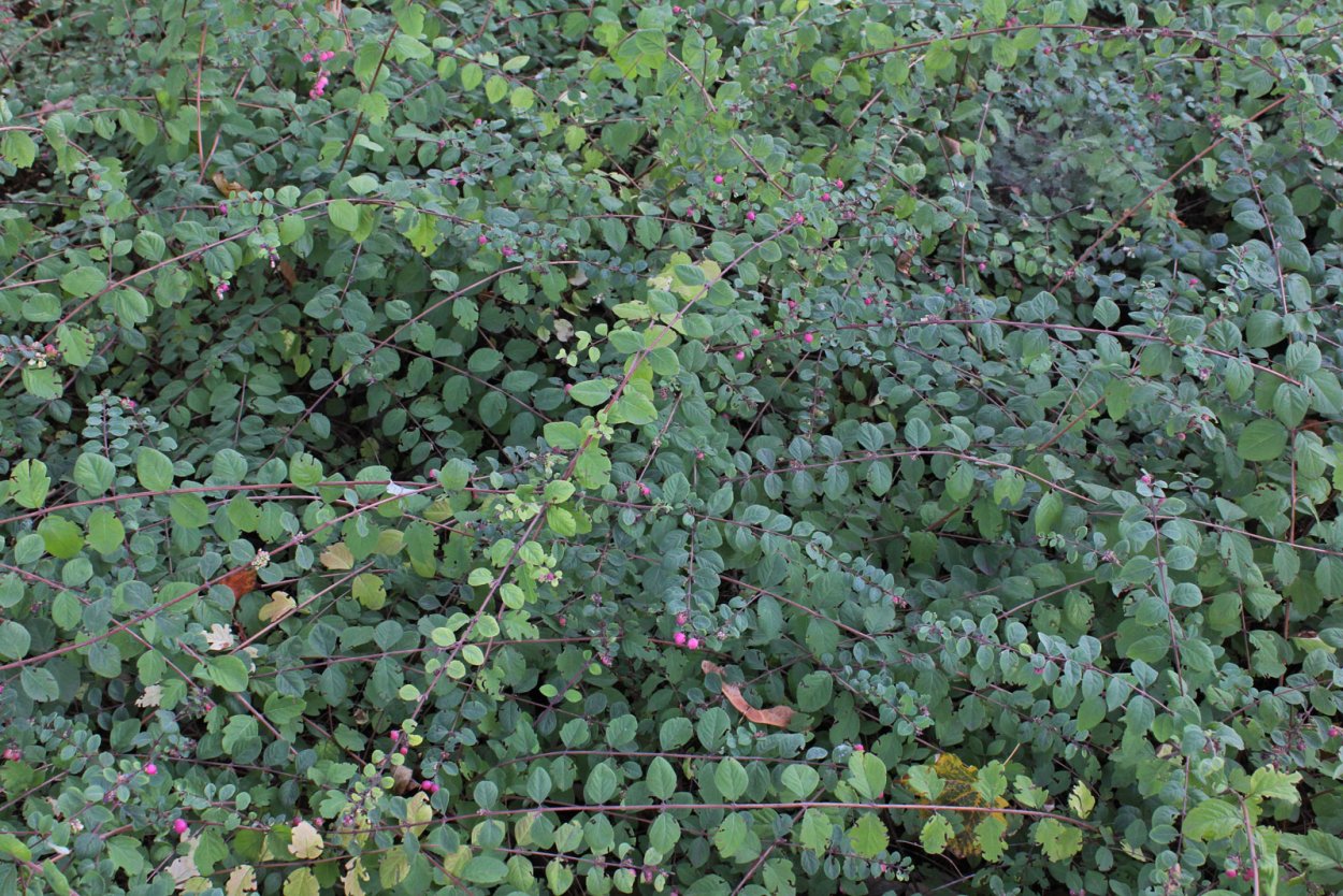 Снежноягодник Шено