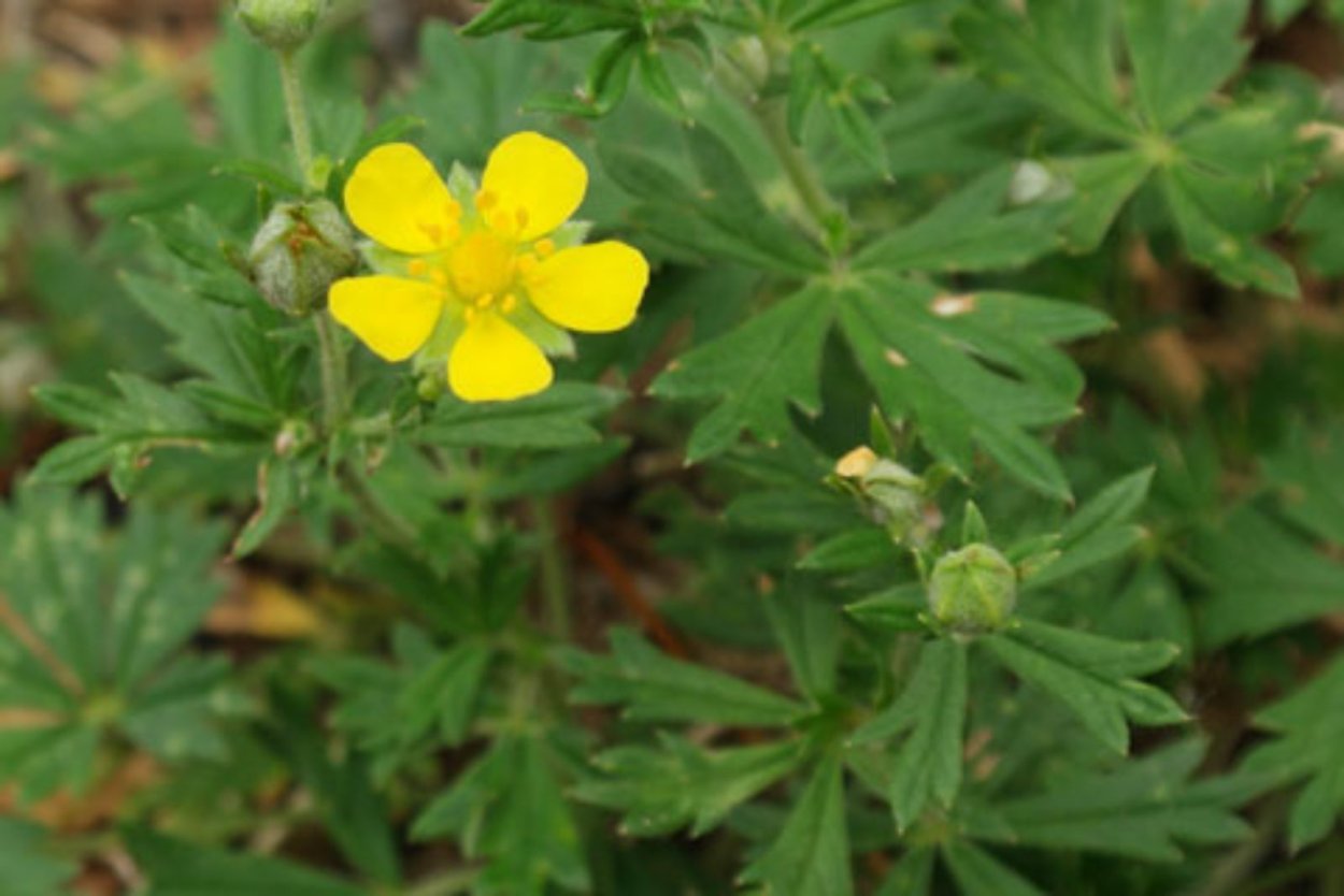 Лапчатка серебристая стебель