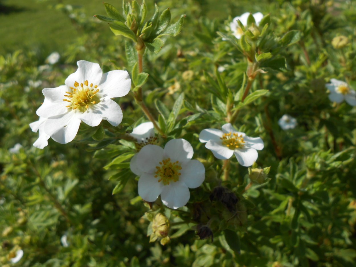 Лапчатка клинолистная