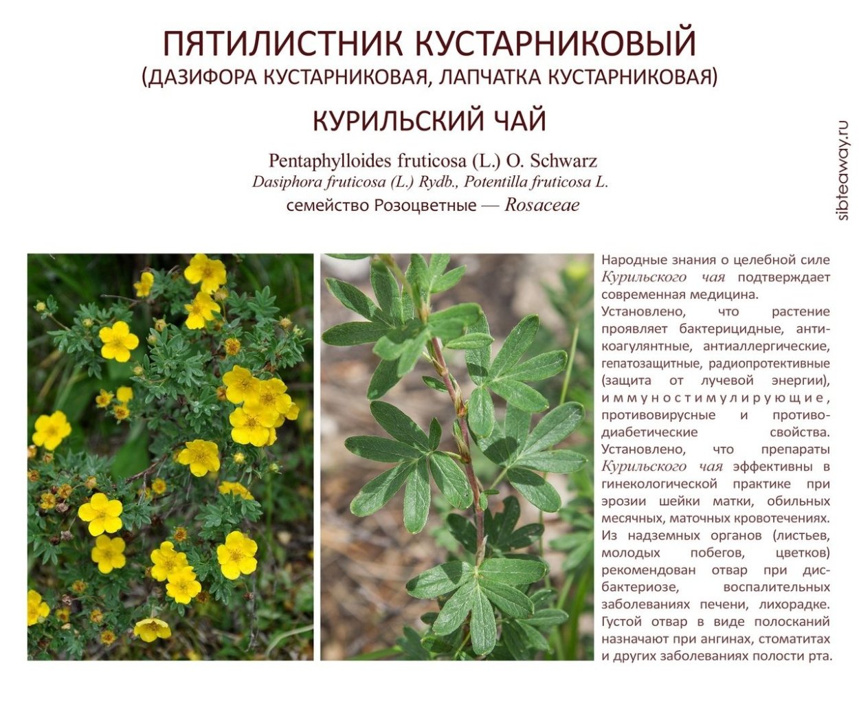 Лапчатка пижмолистная