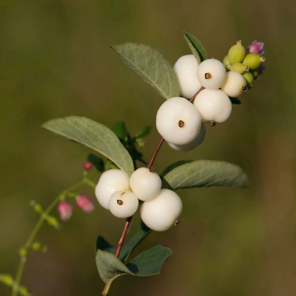 Снежноягодник Доренбоза