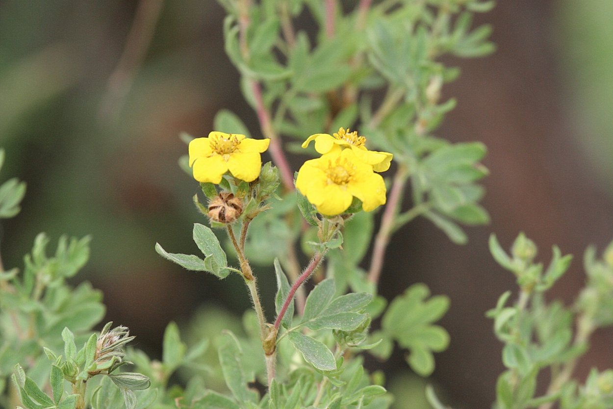 Лапчатка серебристая - Potentilla argentea