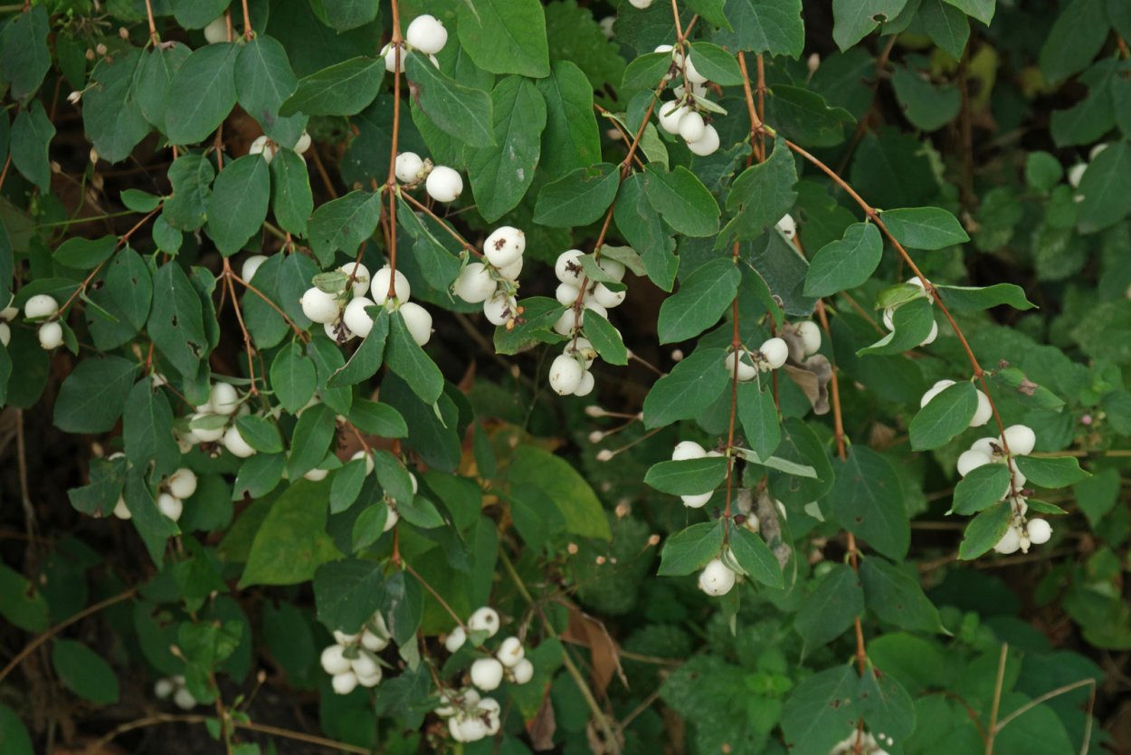 Снежноягодник Symphoricarpos Albus