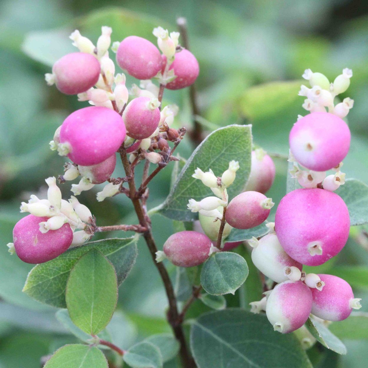 Снежноягодник Доренбоза