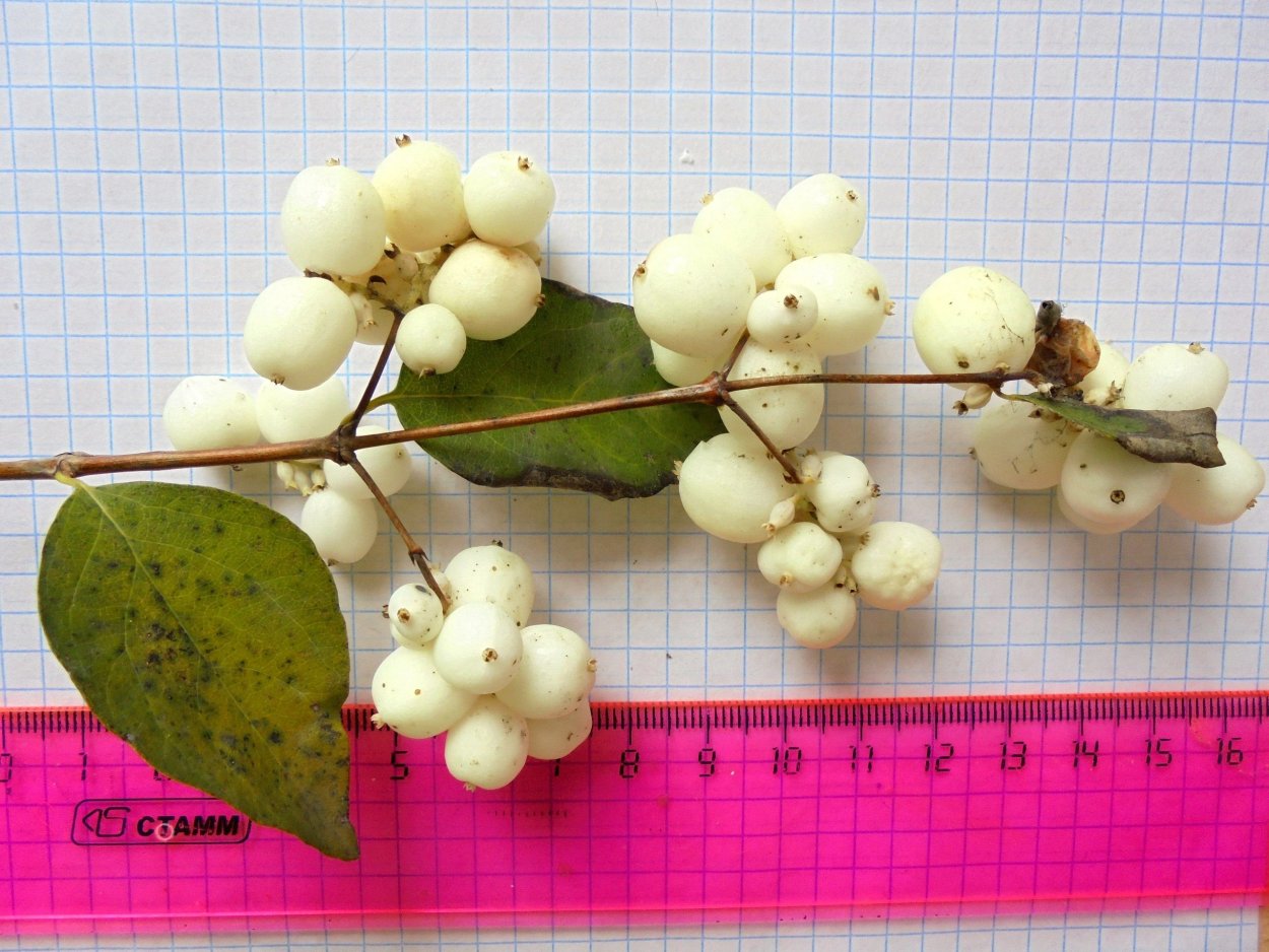 Снежноягодник белый ветка