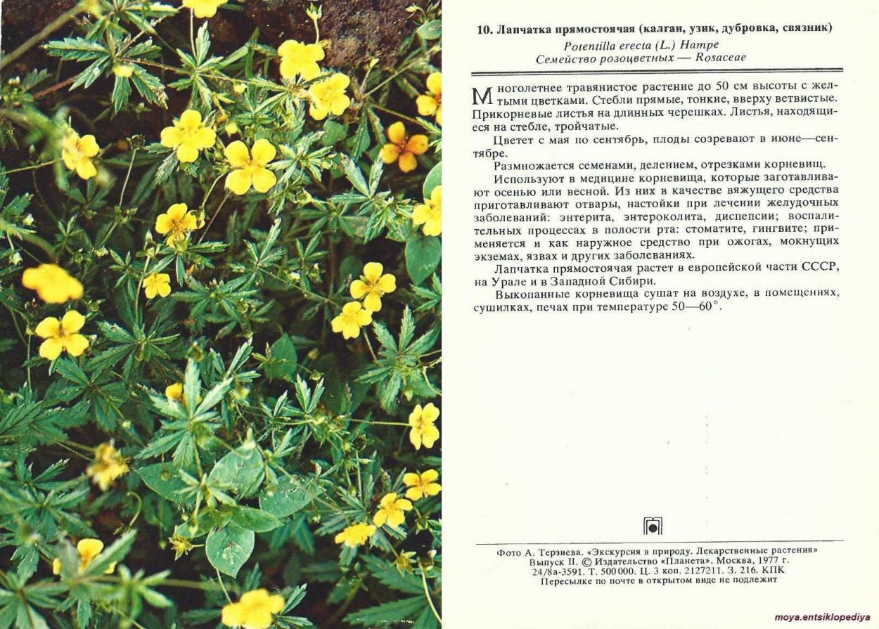 Трава лапчатка