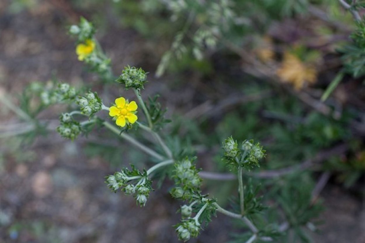 Лапчатка серебристая - Potentilla argentea. Лапчатка серебристая лекарственное растение. Лекарственные травы Сибири. Лекарственные растения Сибири.