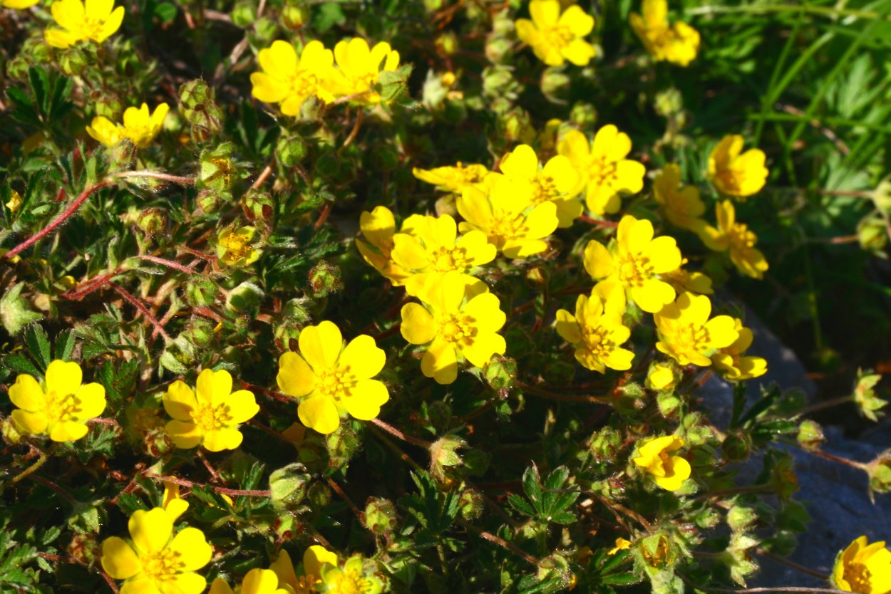 Лапчатка серебристая лапчатка прямостоячая