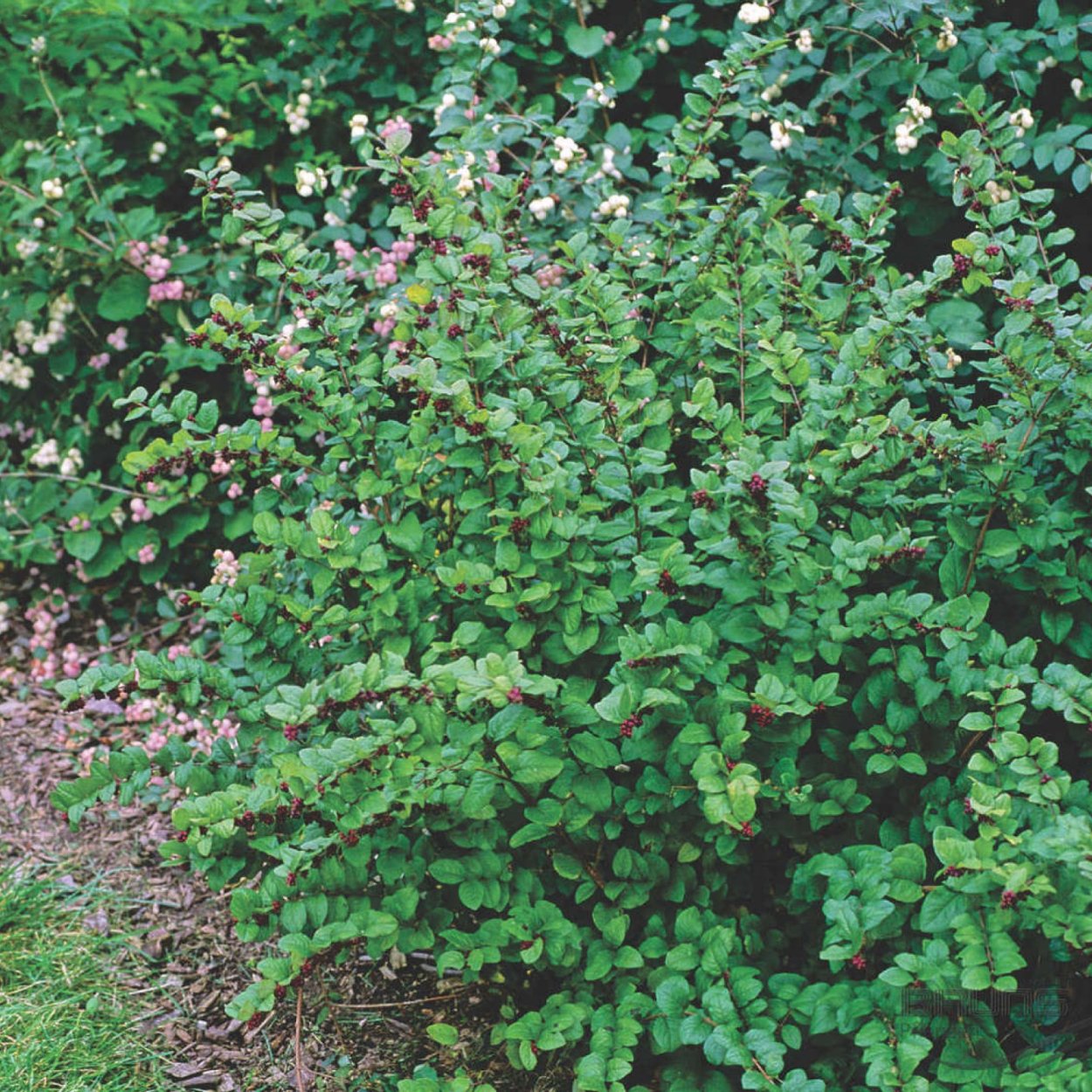 Снежноягодник Хенаульта Хэнкок