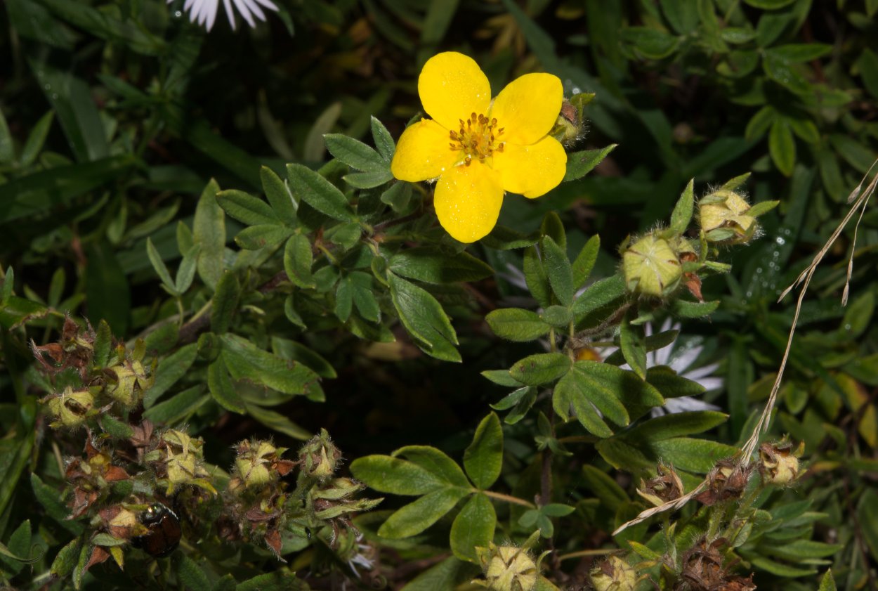 Лапчатка многораздельная