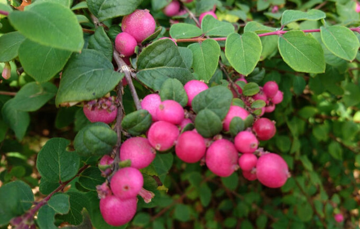 Снежноягодник Хенаульта Symphoricarpos chenaultii "Hancock"