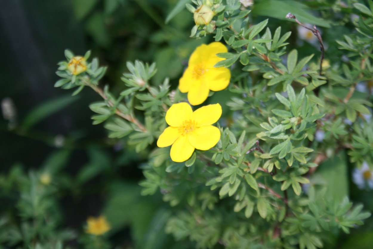 Лапчатка многонадрещная