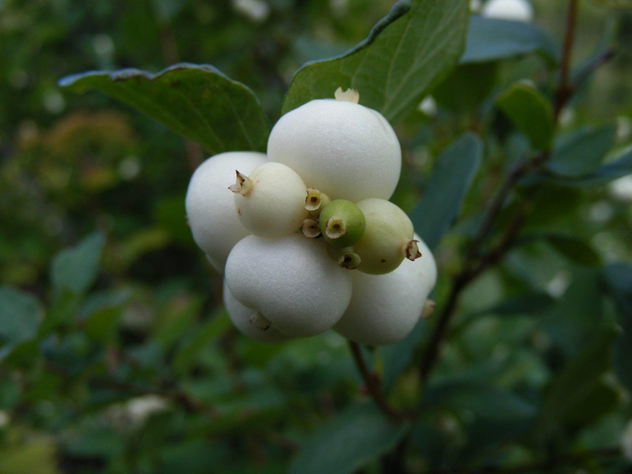 Снежноягодник белый Symphoricarpos Albus