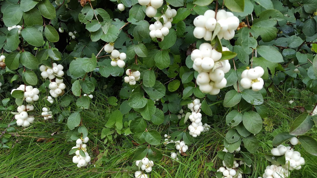 Снежноягодник белый Symphoricarpos Albus