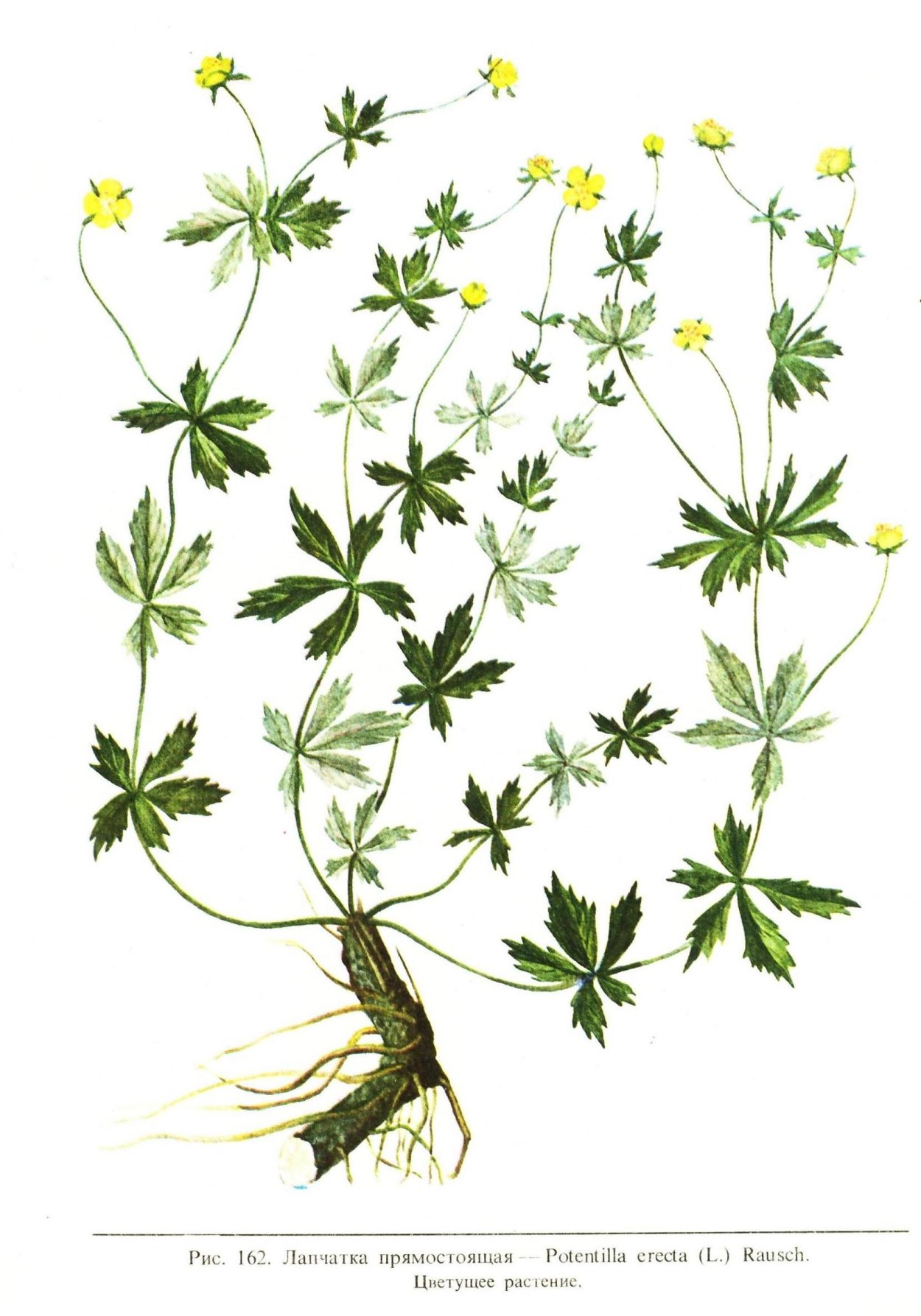 Лапчатки корневища калган