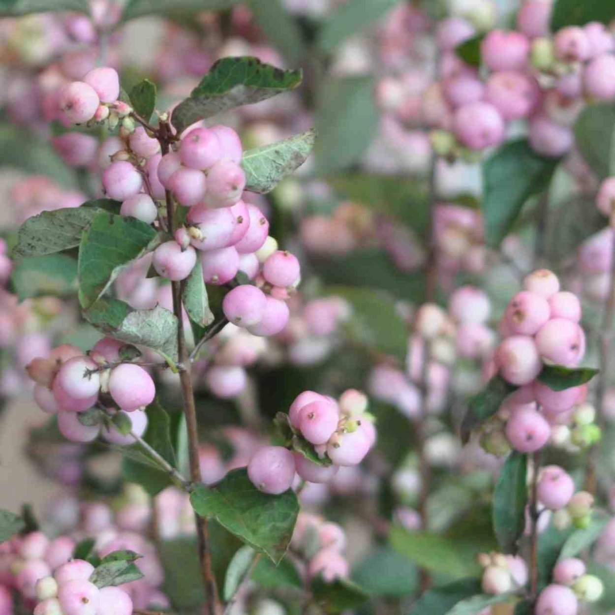 Снежноягодник Доренбоза цветет