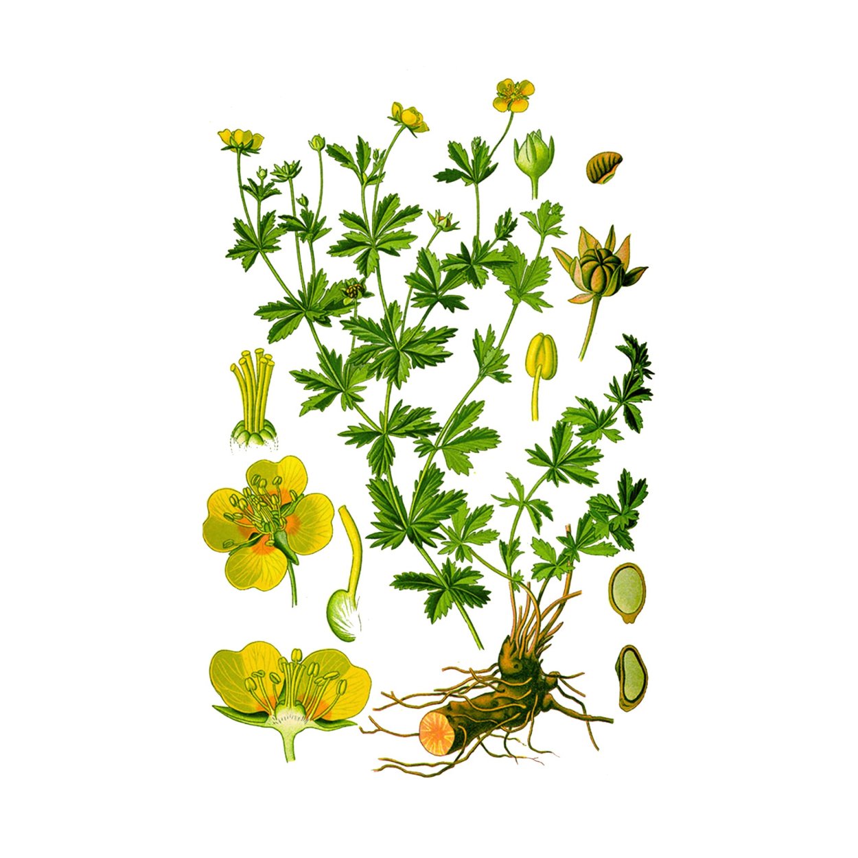 Лапчатка серебристая латынь