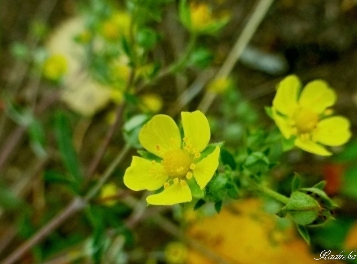 Курильский чай лечебные