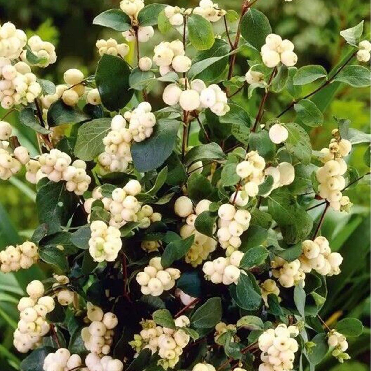 Снежноягодник Доренбоза White Hedge