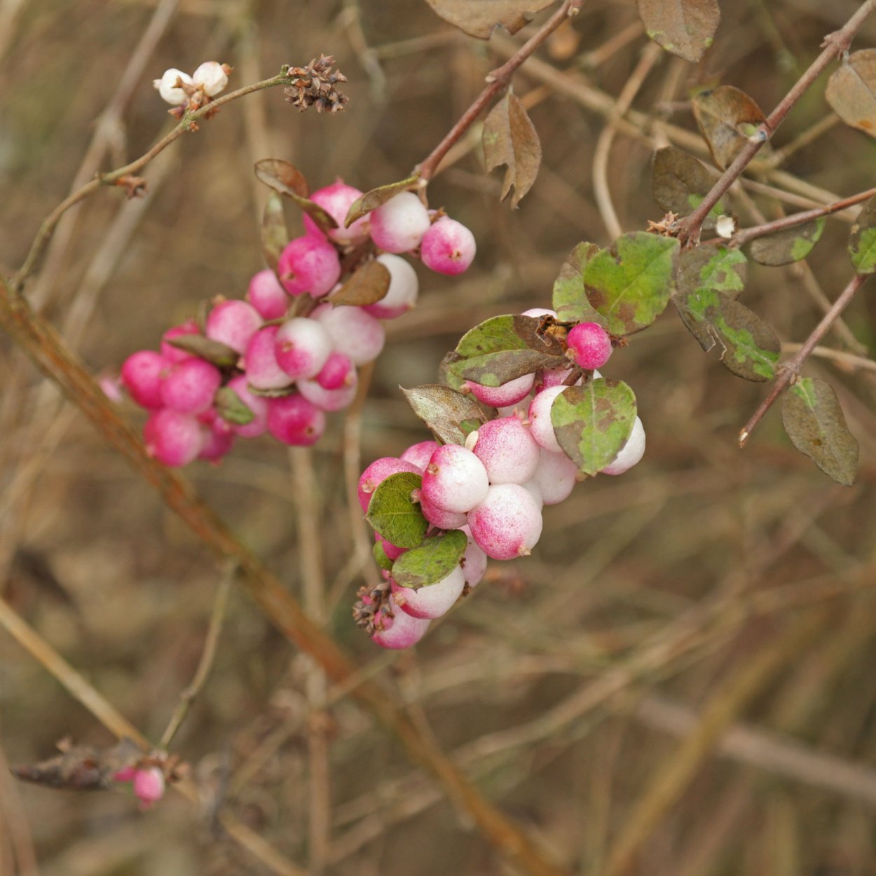 Снежноягодник Доренбоза куст