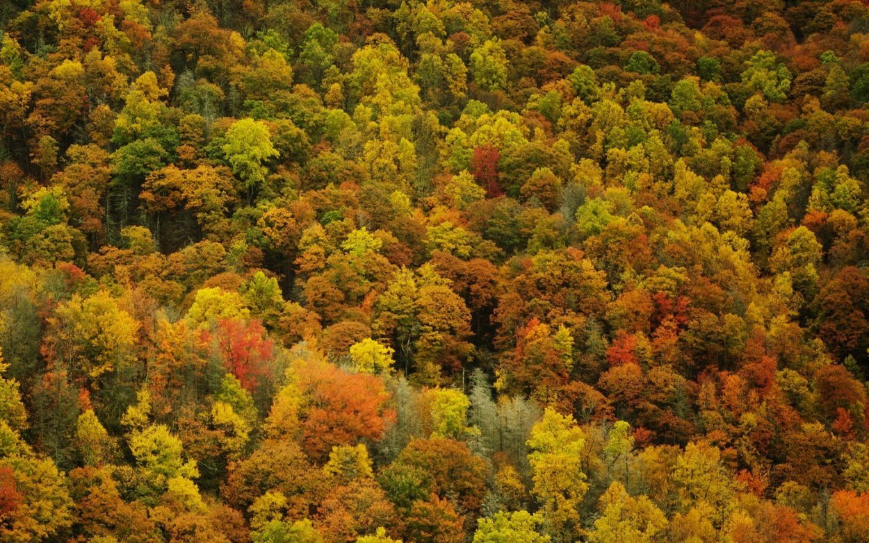 Широколиственный лес Северной Америки