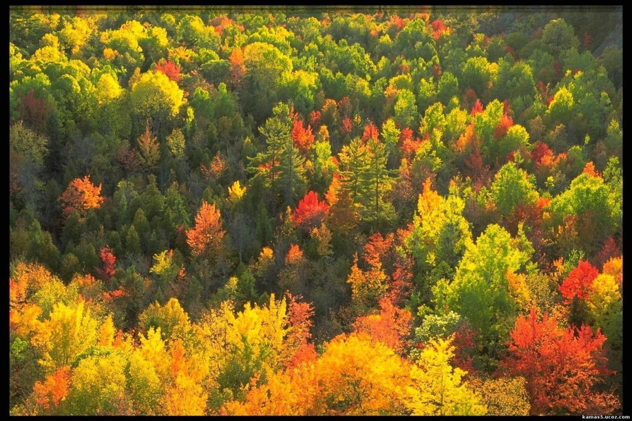 Смешанные хвойно-широколиственные леса