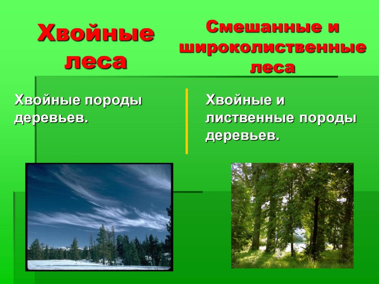 Хвойные и лиственные