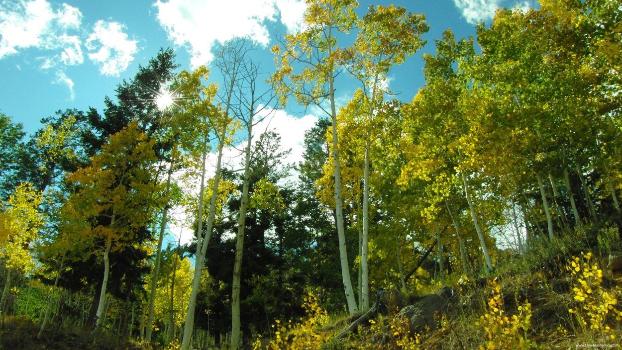 Смешанные и широколиственные леса России