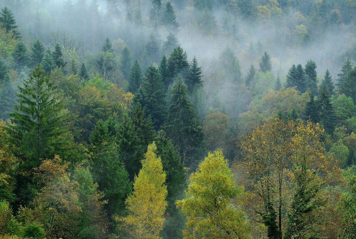 Широколиственный лес тайги
