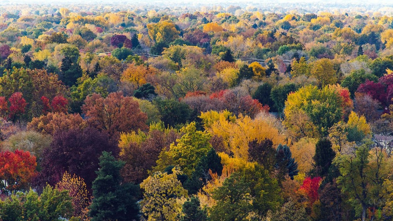 Смешанные и широколиственные леса Северной Америки