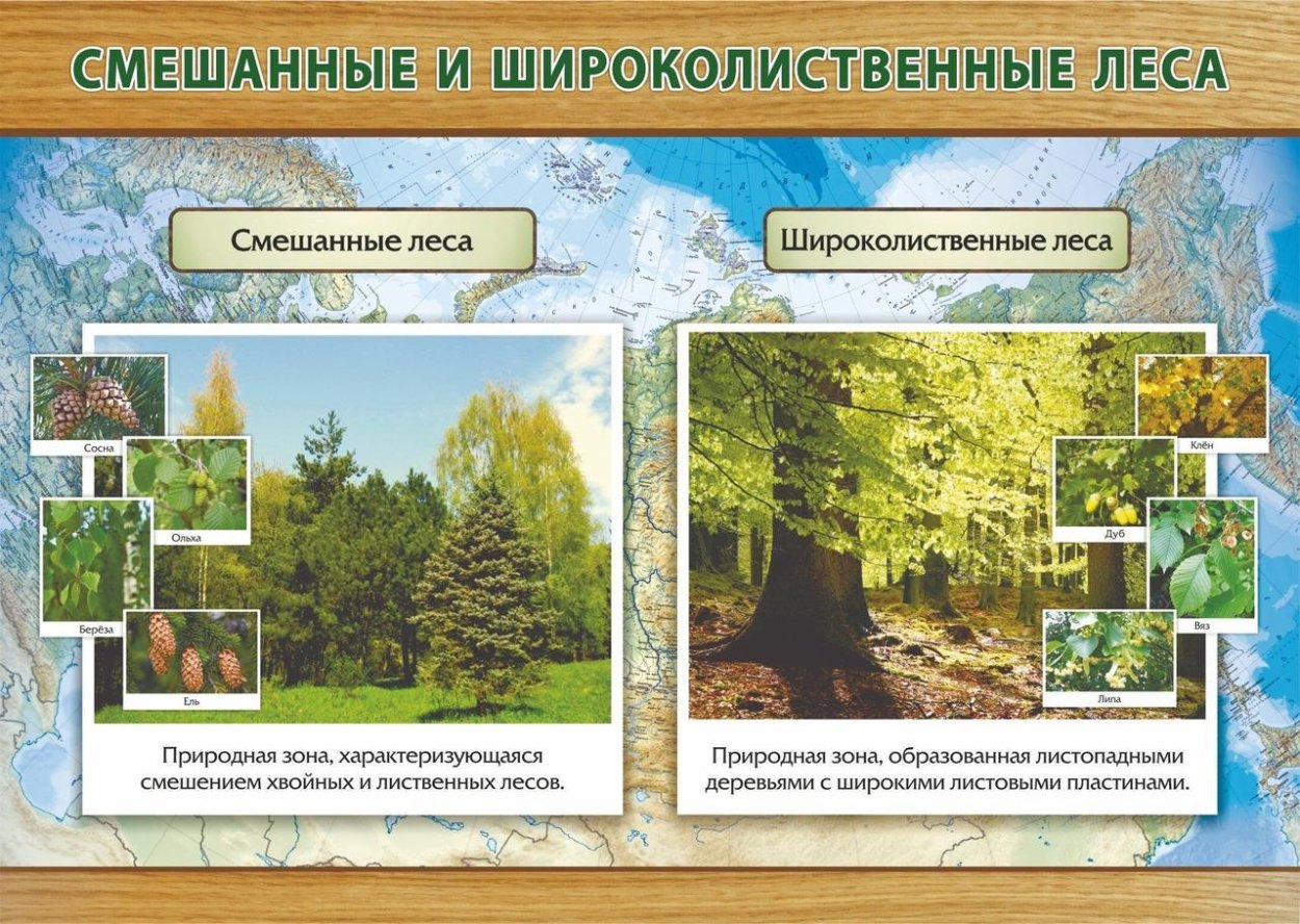 Природные зоны смешанных лесов