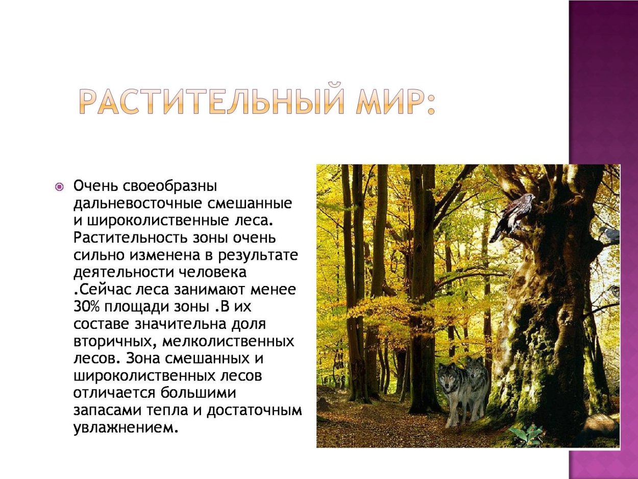 Растительный мир зоны широколиственных лесов