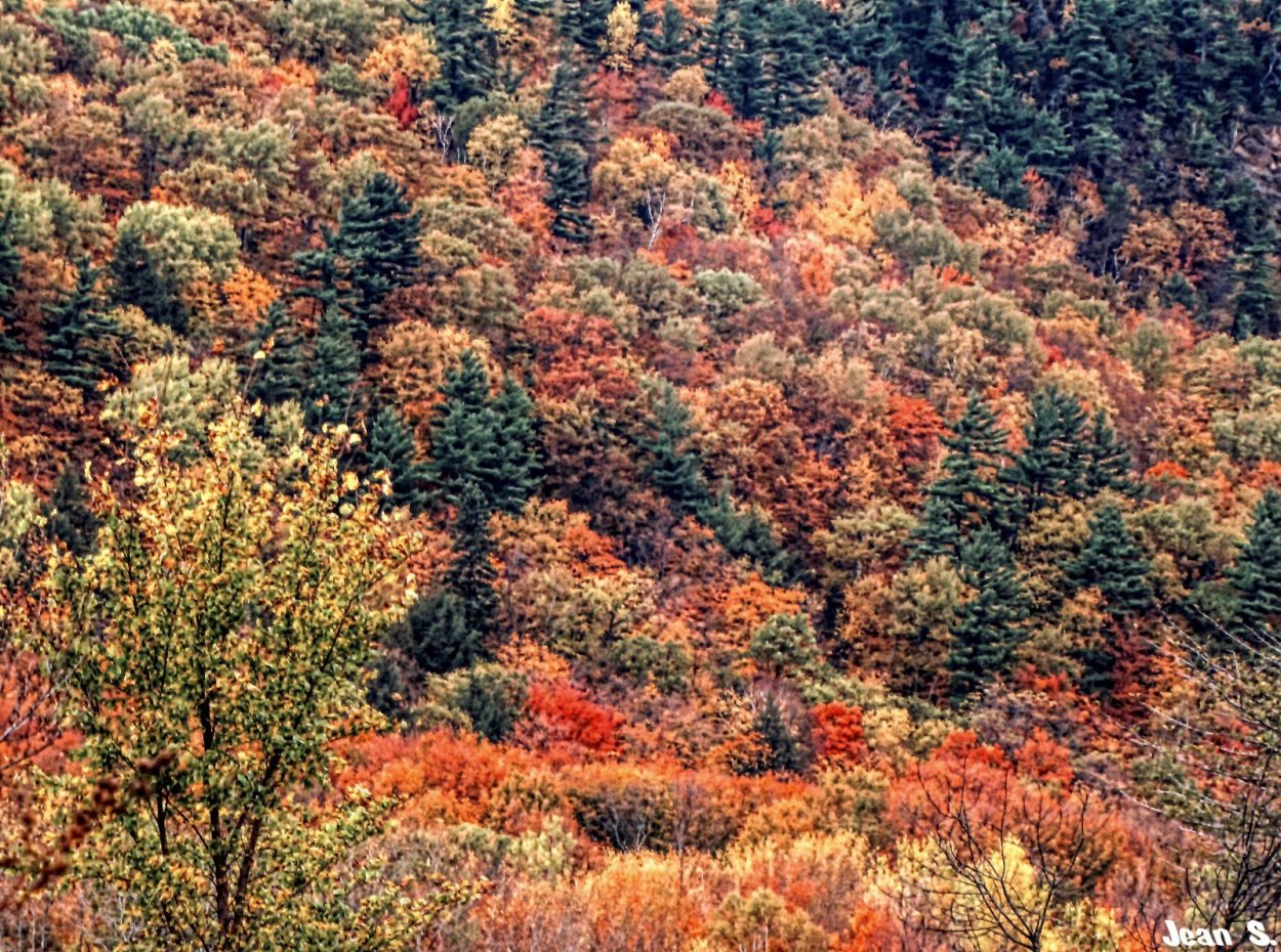 Хвойно-широколиственные леса Северной Америки