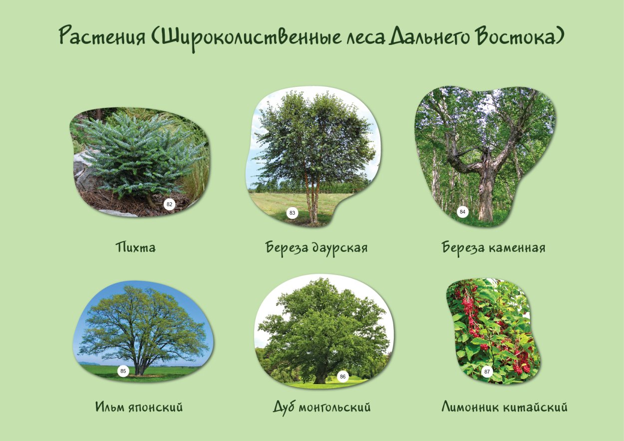 Леса дальнего Востока растения