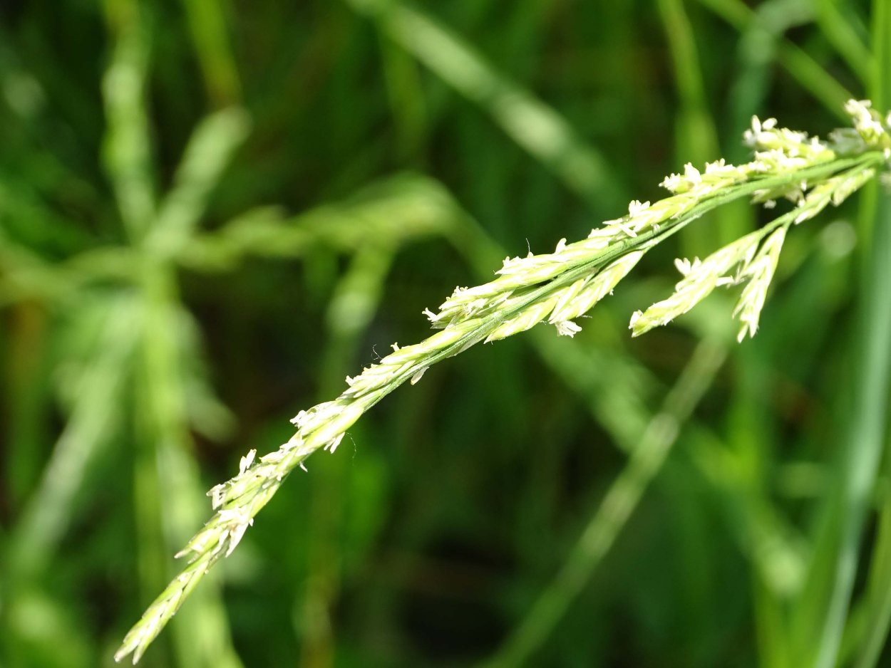 Плоскуша сорняк