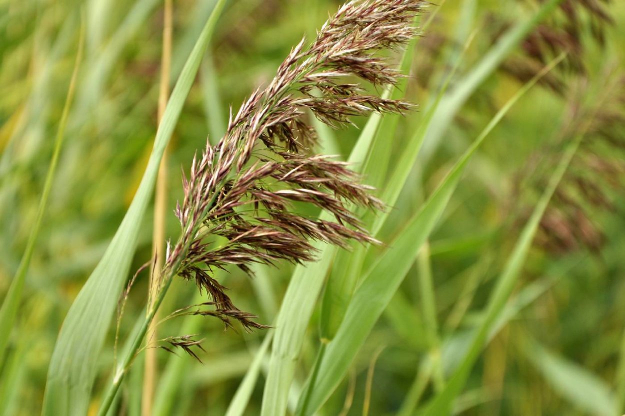 Тростник обыкновенный (phragmites communis