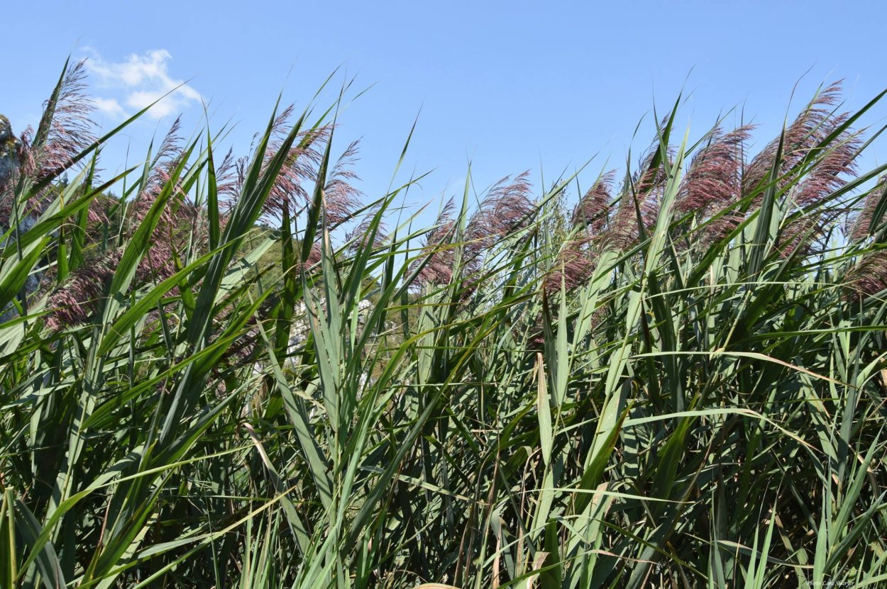 Тростник обыкновенный phragmites Australis