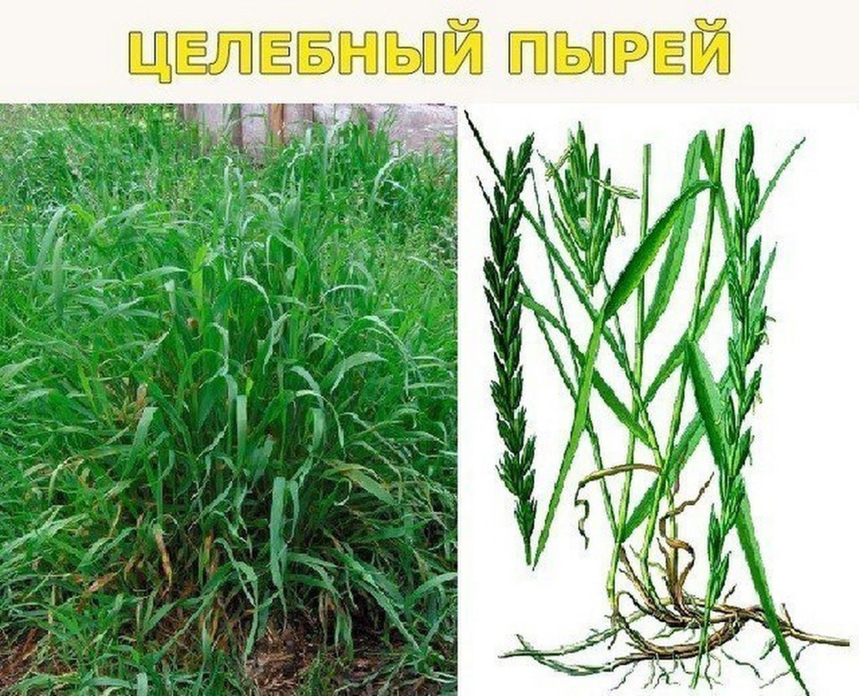 Пырей ползучий сорные растения