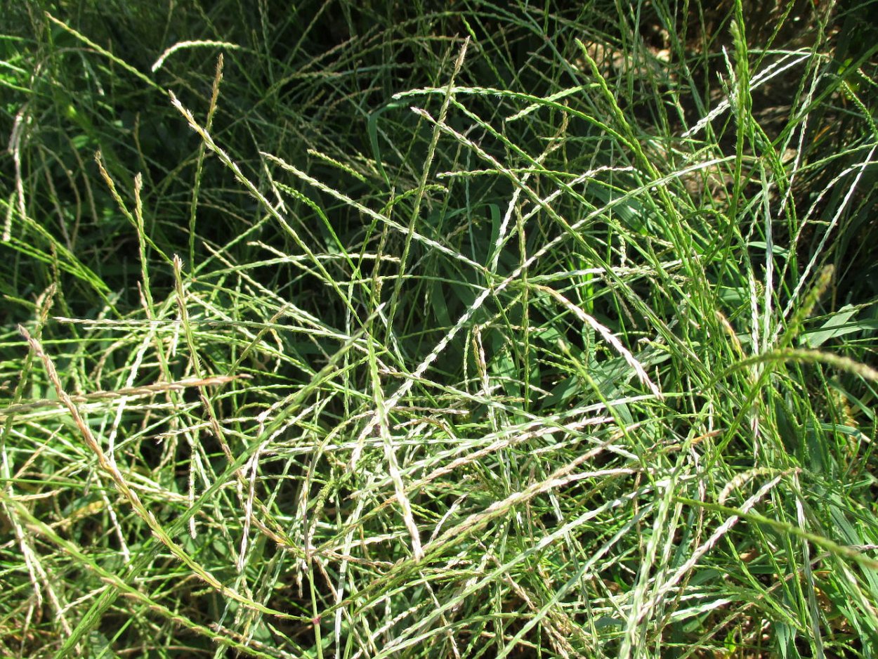 Свинорой (Cynodon dactylon).