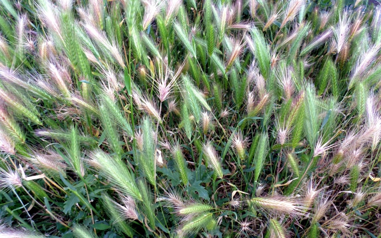 Дикие злаки Крыма