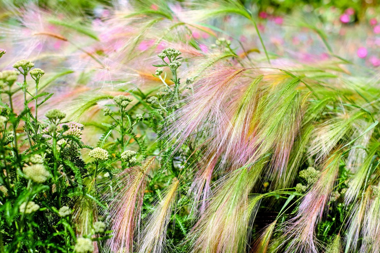 Ячмень гривастый поле