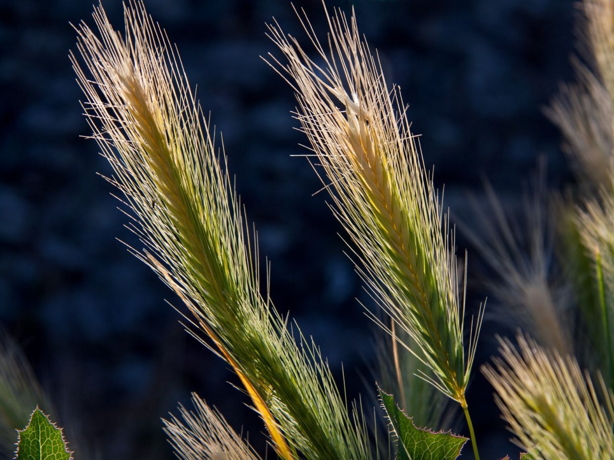 Сорные злаки